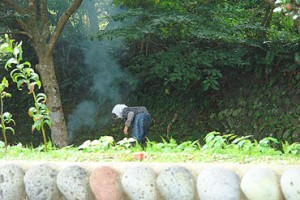 椿の実を拾う源氏ばあちゃん