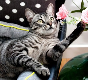 招き猫