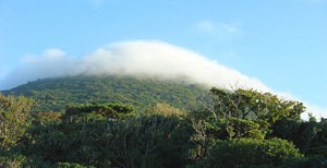 椿の島利島　利島産椿油