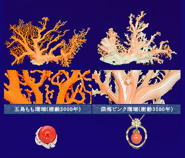 五島の珊瑚 血赤珊瑚念珠